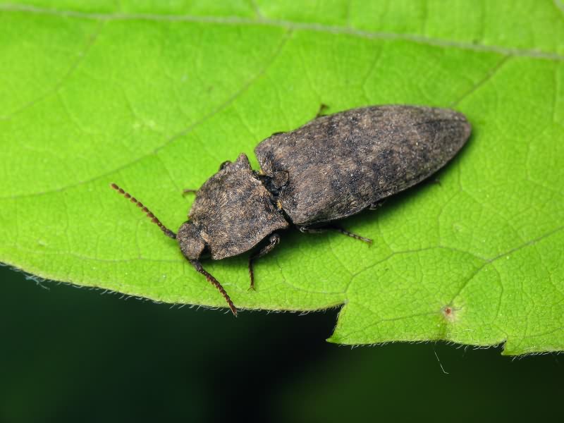 Agrypnus murinus (Linnaeus, 1758)